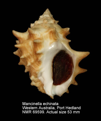 Mancinella echinata (3).jpg - Mancinella echinata(Blainville,1832)
